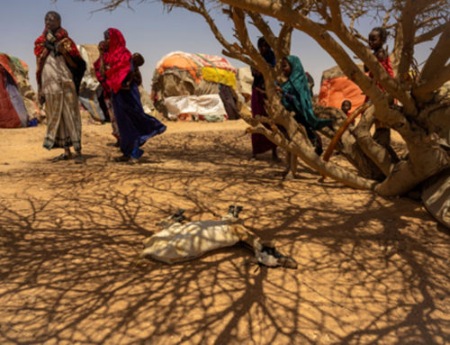 Agri food systems in Somalia